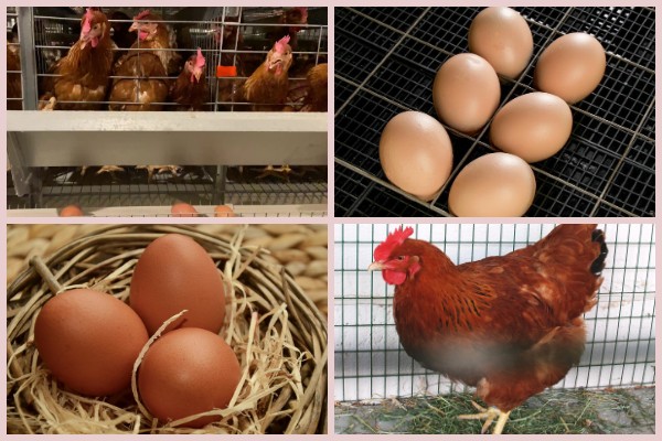 Птицефабрика Красноармейская